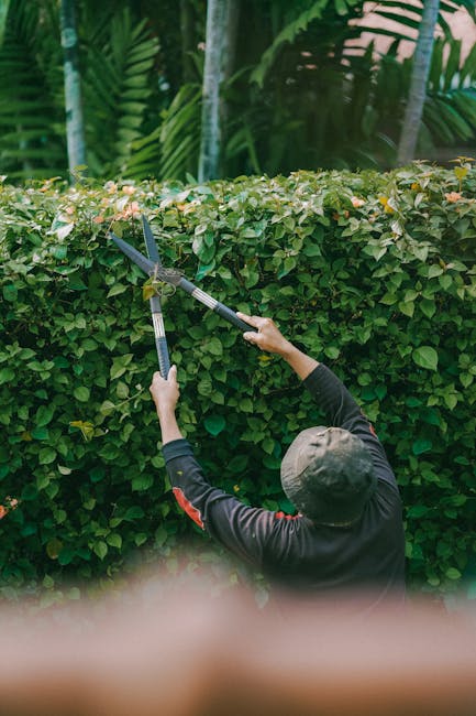 A gardener wearing a dark long-sleeved top and a grey cap is trimming a dense, well-maintained hedge with long-handled pruning shears in a lush outdoor garden. The hedge has vibrant green leaves with